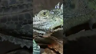 Iguana's Great Escape: The 