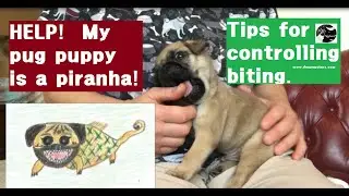 Pugs 101:  Tips to Get Your Pug Puppy to Stop Biting You