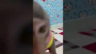 monkey baby Bob is super cute#shorts
