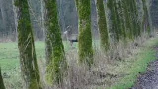 Herten spotten in het Groene Woud