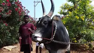 முதல்பரிசுவென்ற காங்கேயம் காளை 1st Prize Winner Kangeyam Bull