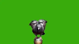 Dove green screen video