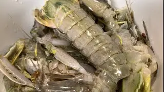 CARA MASAK UDANG LIPAN / UDANG MANTIS CUMA 3 BUMBU