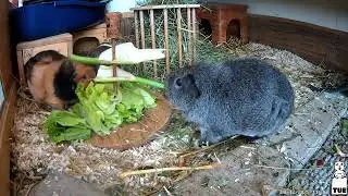 Our Guinea Pigs - Week 33