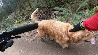 Post Canyon w/ a Dog - 3/28/2021