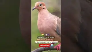 Relaxing CALM Music 🎶 🎵 |  Mourning 🌄  Dove 🕊 song 🎵