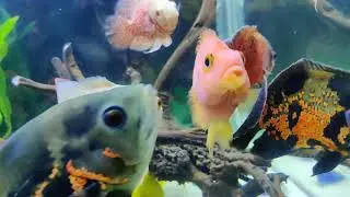 Beautiful Fish 😍❤️ ... AquaLite Hobbiest 🐟