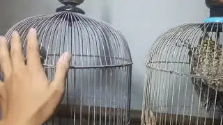 LUAR BIASA || Mengenal perbedaan pelatuk bawang jari 3 & pelatuk bawang jari 4