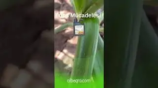 Nikkon Oil esansiyel yağlar, zararlı b&ouml;ceklerle m&uuml;cadelede organik ve yaklaşım olarak kullanılır.