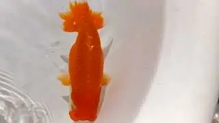 DSCF7809
