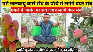 गर्म जलवायु वाले सेब के पौधे में लगेंगे बंपर सेब | Hot Climate Apple Plants Care Tips | Apple Plants