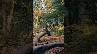 Celtic Tree Cult? | Ancient History Nature Worship