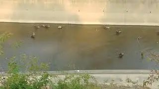 Mullet ducks' daily life