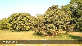 Mango Garden in famous multan Punjab Pakistan Village vlog daily routine in Punjab famous Pakistan
