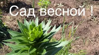 Сад! Снимала весной !