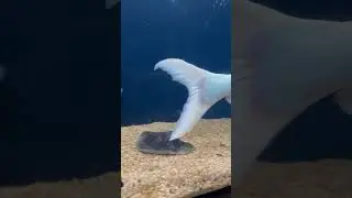 Fish aquarium at malampuzha 🐠#trending #malambuzha #travel #fish #aquarium #fishingvideo #fishing