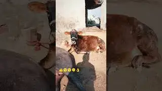 Karwasra dairy farm siswala 🐃🐃🐃🐃 Contact me