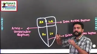 #bodyfluidsandcirculation #humanheart #humanheartdiagram #SA NODE #AV NODE #BUNDLE OF HIS #heart #yt