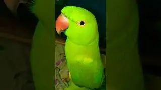 mitthu..didi❤️😲  | talking parrot #viral #parrot #shortvideo