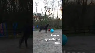 Expectation vs Reality | Horse Playing With Giant Ball FAILS #shorts