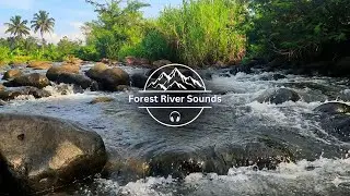 Relax and Sleep Deeply with 8 Hours of Forest River White Noise