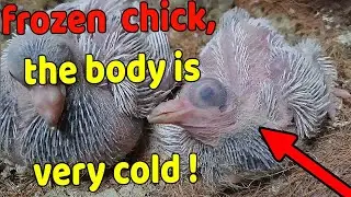 Treatment of frozen pigeon chick, the body is very cold !