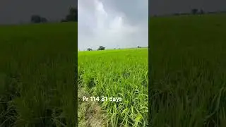 Pr 114 81 days #farming #pr114 #pr131 #farmer #jhonna