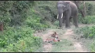 Tiger runs away from an Elephant