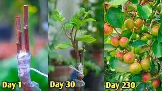 How To Grafting Apple Ber Tree Easily | Grafting Apple Tree