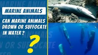 Can Marine Animals Drown or suffocate in Water ? - Science Count