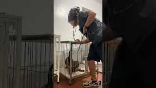 Chico