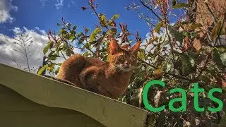 Cats - Investigating 2