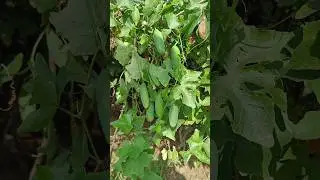 Ivy Gourd Plants। Kundru ka kheti #plants #viral #youtubeshorts