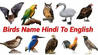 Learn Bird's Name Hindi To English | Birds Name For kids Education | Animals Name | #birds ||