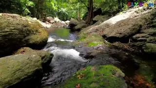 Rainforest Flows | Cairns Video Production