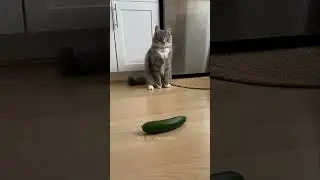 Загадка кота и огурца! 🥒🙀 #шорты