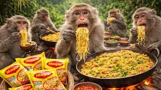 बंदरों ने मिलकर बनाई स्पेशल मैगी 😱 | Monkeys Cooking Maggi Together