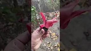 Palash flower #shortsyoutube #shortsfeed #trending #jharkhand #palash