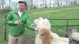 Dreamland Alpacas - Radio Bristol Farm Report