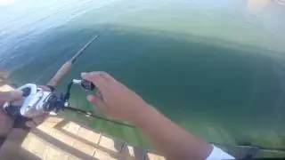 California Halibut 26