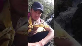 Маёвка Кук Қушқар