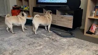 Pug Barking Frenzy: TV Sounds Send Murphy & Paddington into Action#PugLife#DogReactions#BarkingMad