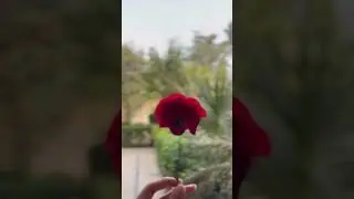 #poetry #redrose #youtubeshorts #trendingvideo #flowers #aesthetic