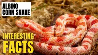 Amazing facts of Albino corn snakes | Interesting Facts | The Beast World