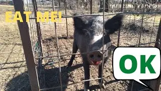 WILD HOG CATCH CLEAN COOK