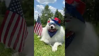 The Most Patriotic Pooch   | DataTheDog #shorts