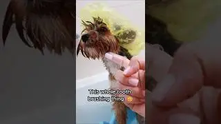 The funniest dog reaction to a toothbrush 🐶🦷😂 #funnydog #cutedogs #puppy #dogvideos #pets