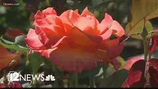Arizona allergies at high risk throughout the weekend