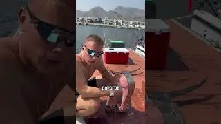 Снимаем филе с самой дорогой рыбы в ОАЭ🎣