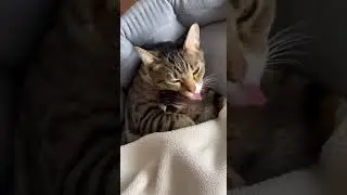 Mother Cat&rsquo;s Gentle Care Makes Her Kitten Feel Safe and Loved #Cats #Kittens #PetCare